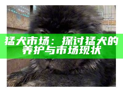 猛犬市场：探讨猛犬的养护与市场现状