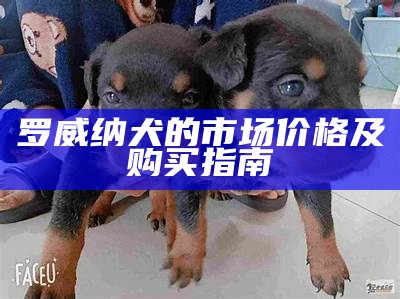 罗威纳犬的市场价格及购买指南