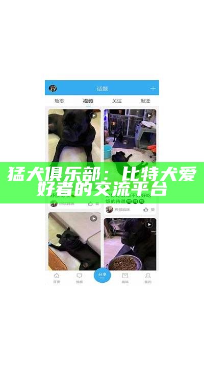 猛犬俱乐部：比特犬爱好者的交流平台