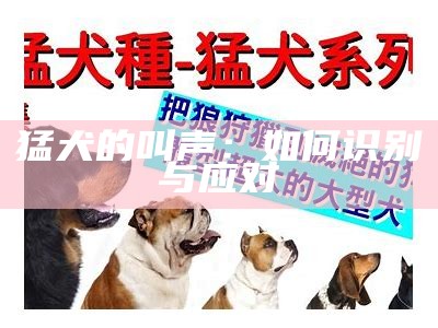 猛犬的叫声：如何识别与应对