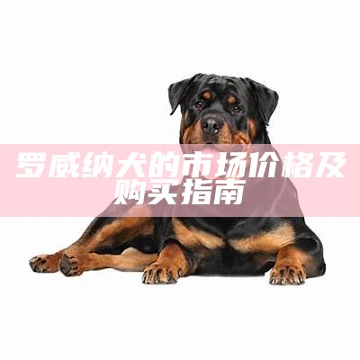 罗威纳犬的市场价格及购买指南