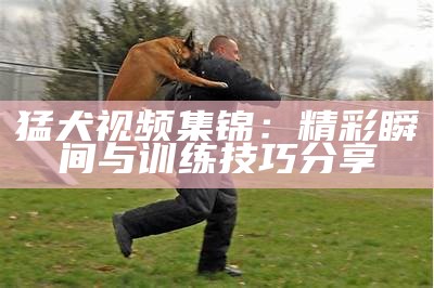 猛犬视频集锦：精彩瞬间与训练技巧分享