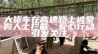 大货车在高速路上被爱狗人士拦截，爱心行动引发关注