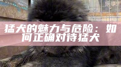 猛犬的魅力与危险：如何正确对待猛犬