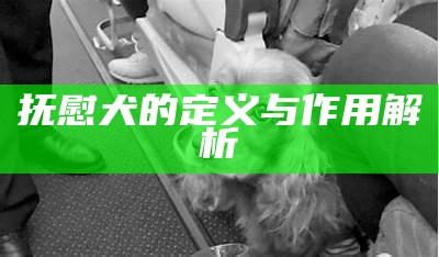 抚慰犬的定义与作用解析