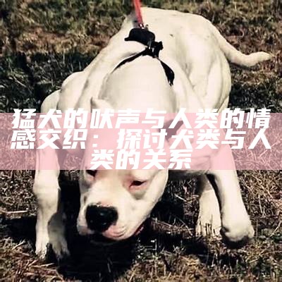 猛犬的吠声与人类的情感交织：探讨犬类与人类的关系