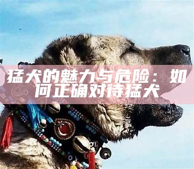 猛犬的魅力与危险：如何正确对待猛犬