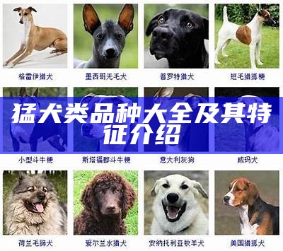 猛犬类品种大全及其特征介绍