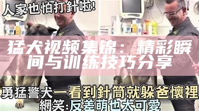 猛犬视频集锦：精彩瞬间与训练技巧分享