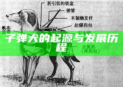 子弹犬的起源与发展历程