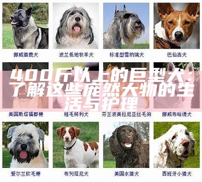 400斤以上的巨型犬：了解这些庞然大物的生活与护理