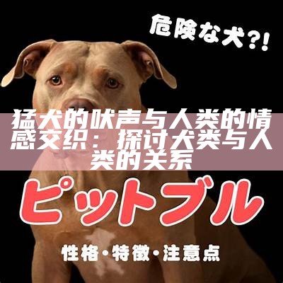 猛犬的吠声与人类的情感交织：探讨犬类与人类的关系