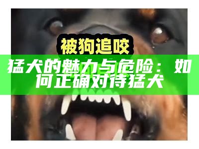 猛犬的魅力与危险：如何正确对待猛犬